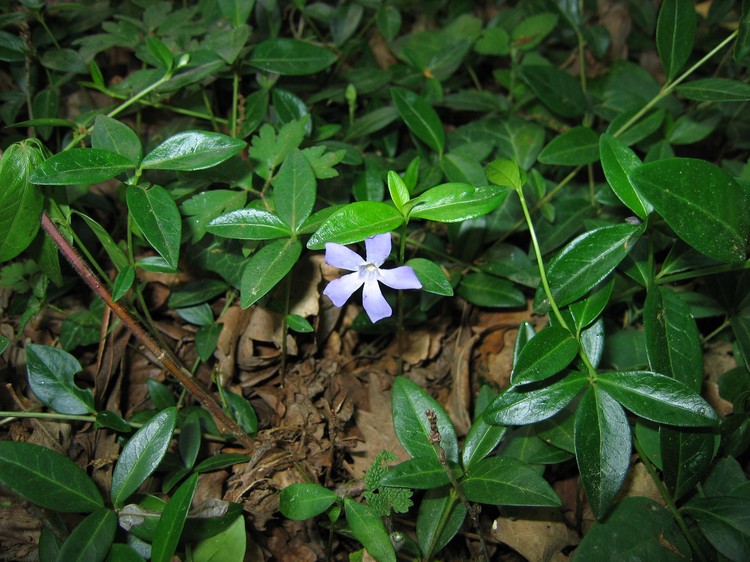 Vinca minor